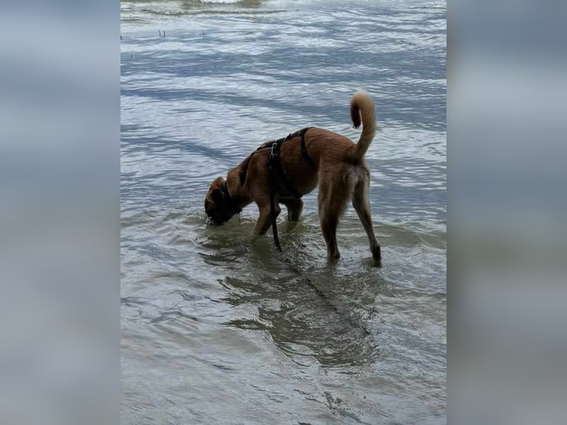 MOOSE, sanfte Seele, 1,5 Jahre, 67 cm, Mischling, Tierschutz, Pflegestelle 57635
