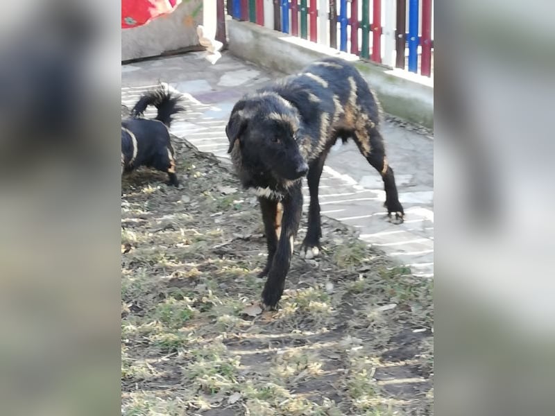 Lisa – so ein großer Schatz, 2 Jahre jung
