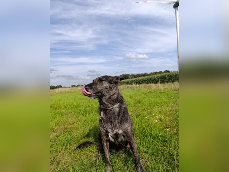 Lady - sanfte Schmusemaus mit großem Herzen