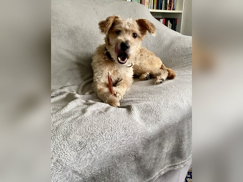 TOFU, anspruchsvoller Charmeur, 11 Monate, 40 cm, Mischling, Tierschutz, Pflegestelle 53125