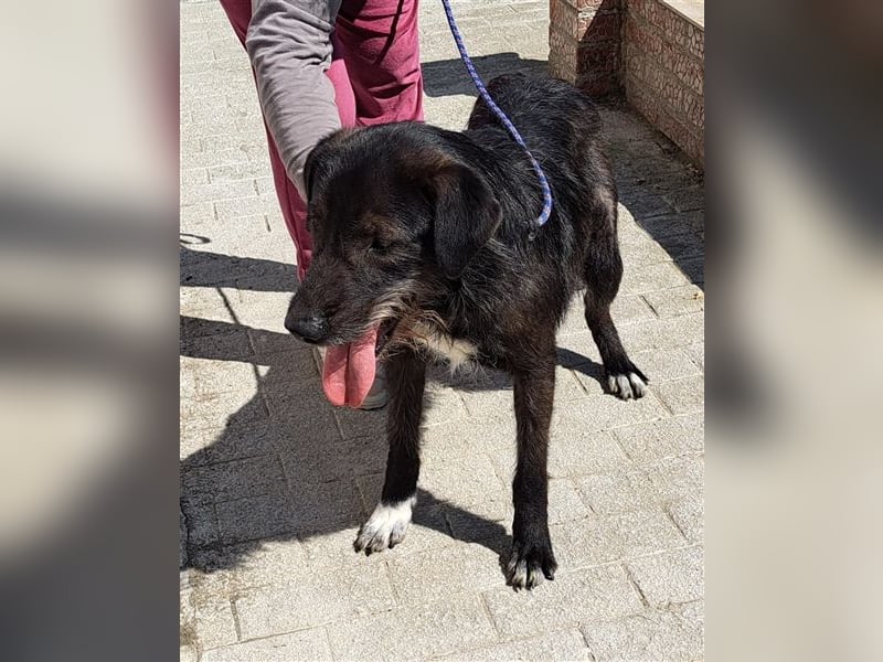 Rüde Alun, alle Geschwister sind vermittelt, er möchte Rumänien ganz schnell verlassen