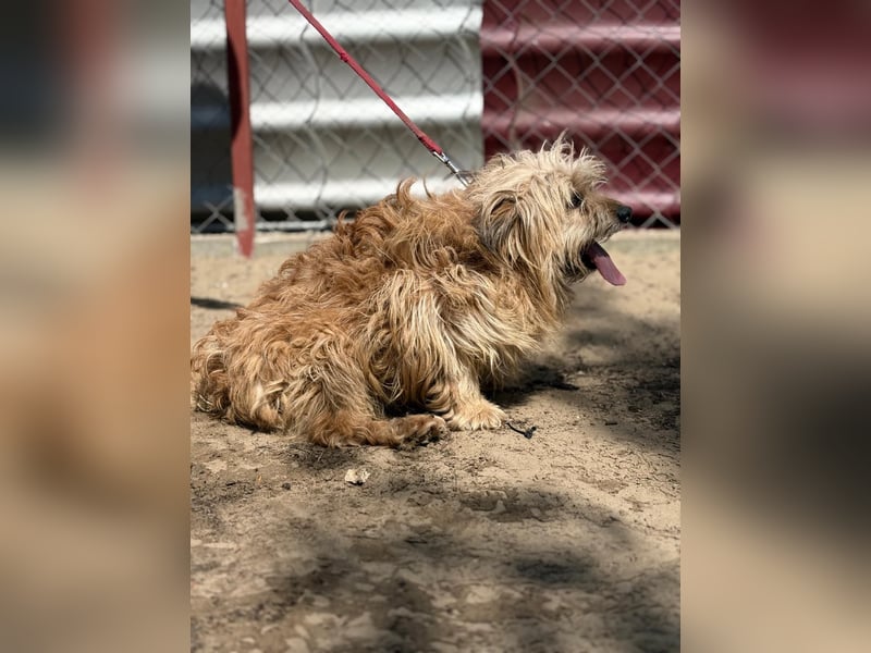 Scooby wartet auf sein großes Glück