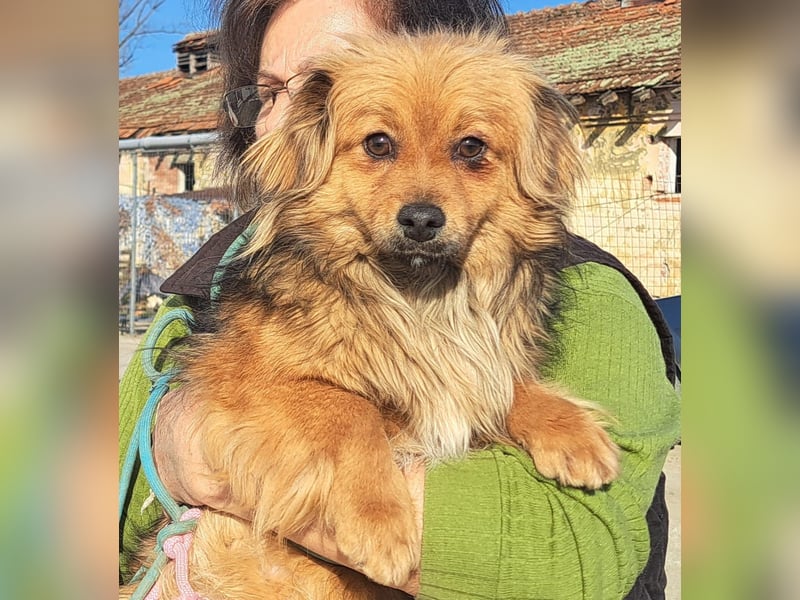 Hübscher kleiner Timi lebt in Köln bei einer Pflegefamilie