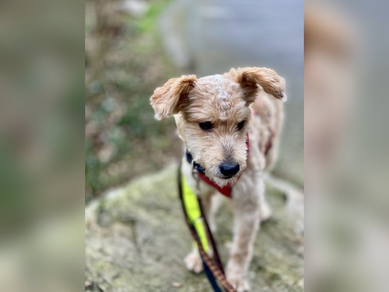 TOFU, anspruchsvoller Charmeur, 11 Monate, 40 cm, Mischling, Tierschutz, Pflegestelle 53125