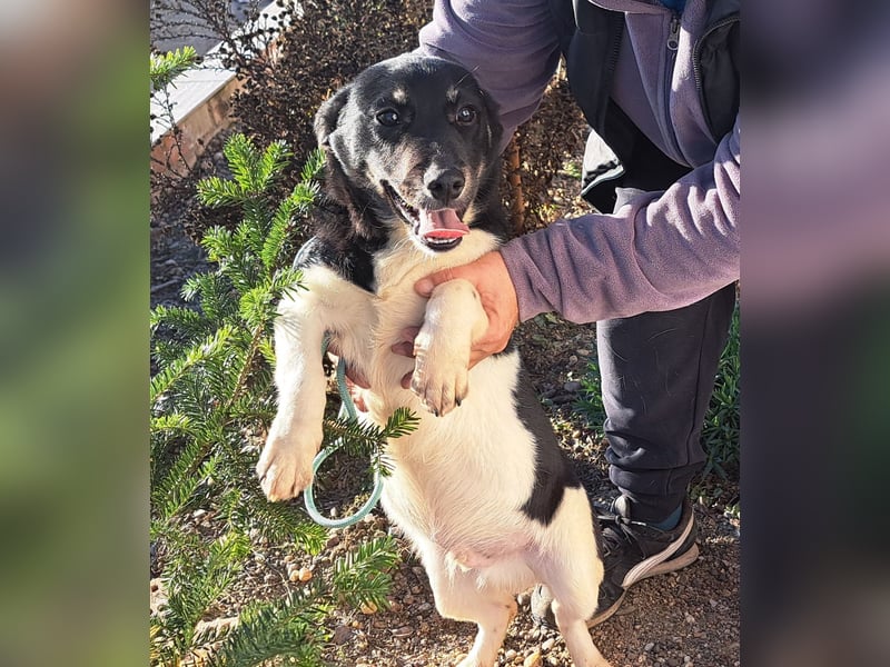 Welpen Buben Eden 25cm und Jackson 22cm möchten Rumänien gerne schnell verlassen