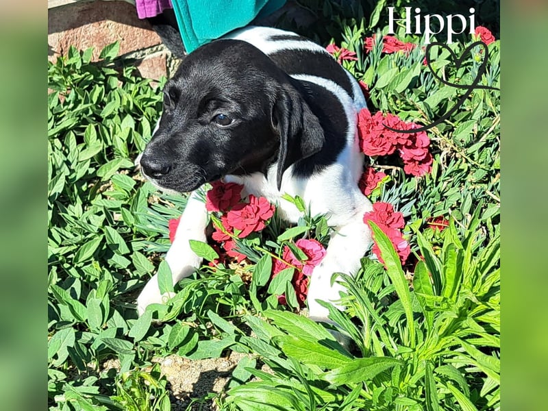 Hippi sucht dringend ein Zuhause