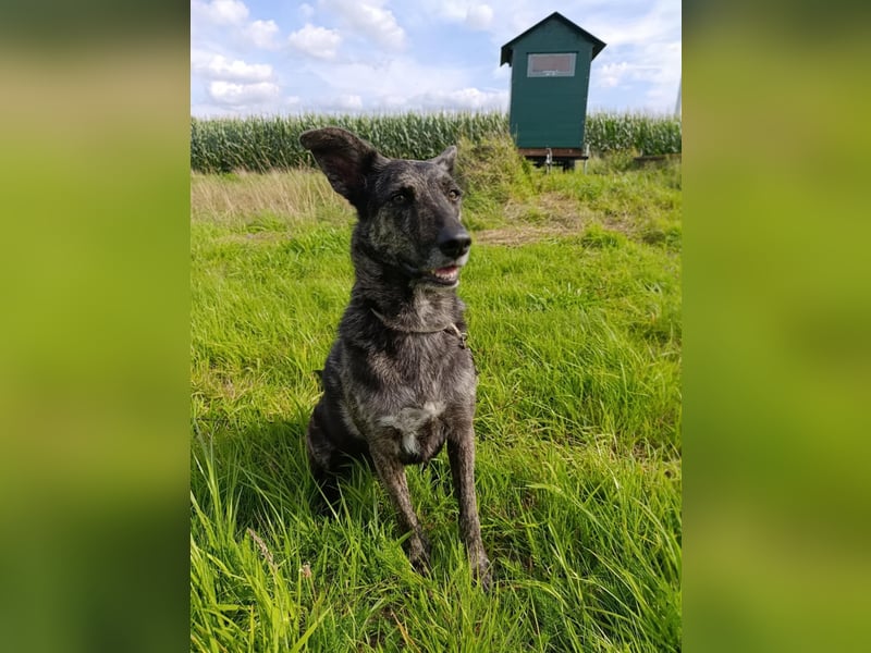Lady - sanfte Schmusemaus mit großem Herzen