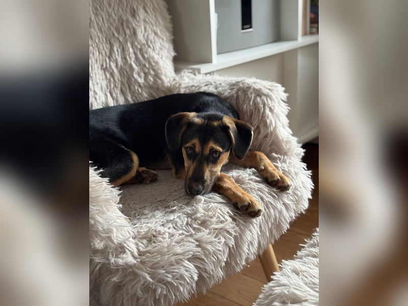 Pflegehündin Hazel wartet in 65462 Ginsheim-Gustavsburg