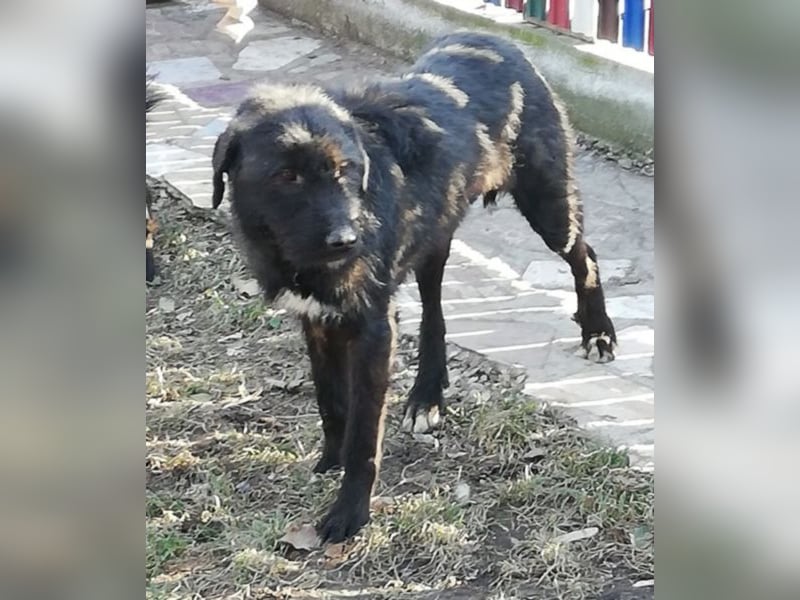 Lisa – so ein großer Schatz, 2 Jahre jung