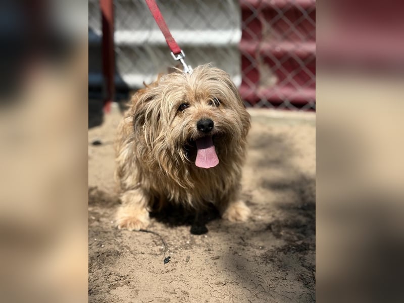 Scooby wartet auf sein großes Glück