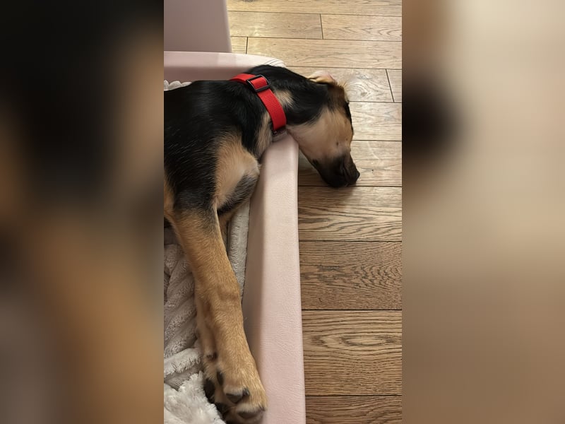 Pflegehündin Hazel wartet in 65462 Ginsheim-Gustavsburg