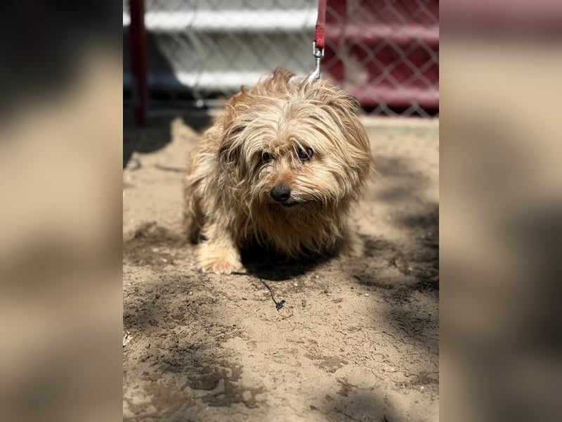 Scooby wartet auf sein großes Glück