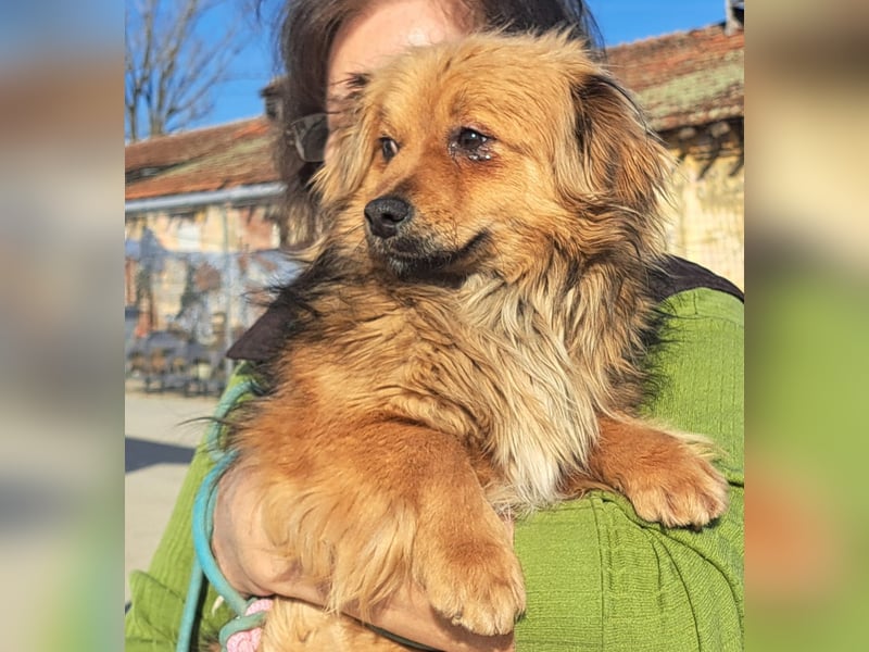 Hübscher kleiner Timi lebt in Köln bei einer Pflegefamilie