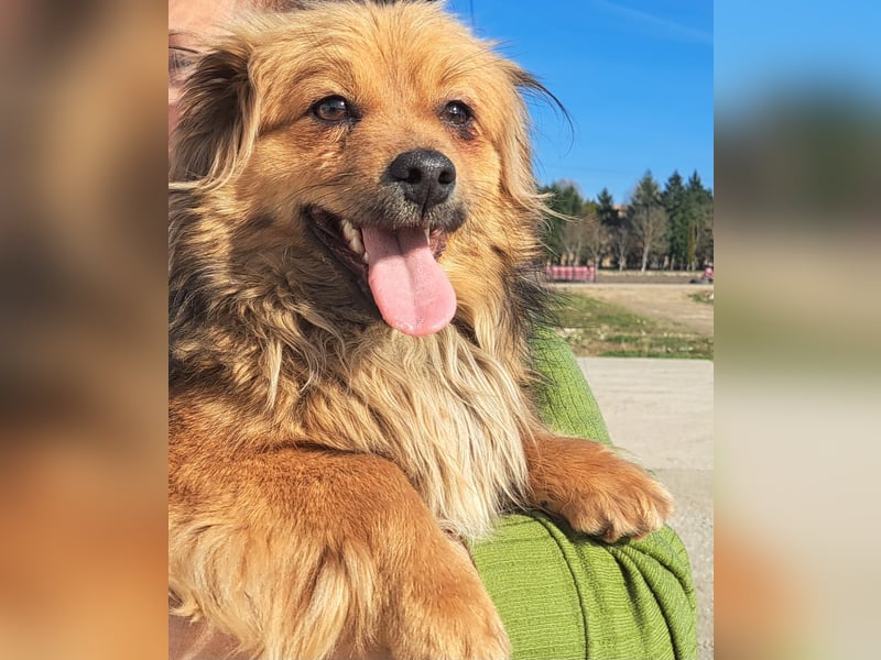 Hübscher kleiner Timi lebt in Köln bei einer Pflegefamilie