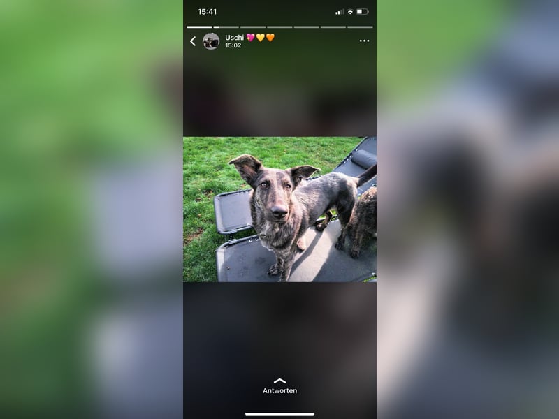 Lady - sanfte Schmusemaus mit großem Herzen