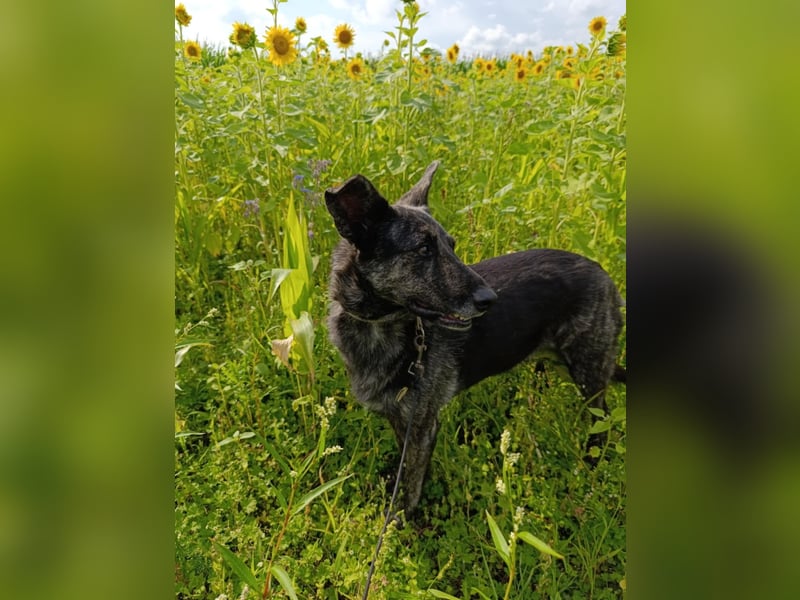 Lady - sanfte Schmusemaus mit großem Herzen