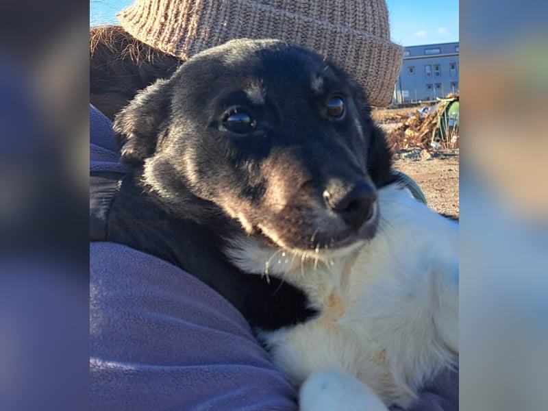 Welpen Buben Eden 25cm und Jackson 22cm möchten Rumänien gerne schnell verlassen