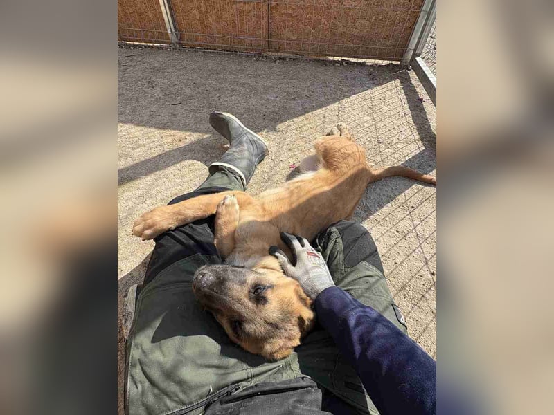 MOOSE, sanfte Seele, 1,5 Jahre, 67 cm, Mischling, Tierschutz, Pflegestelle 57635