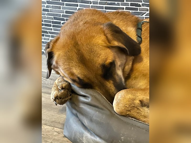 MOOSE, sanfte Seele, 1,5 Jahre, 67 cm, Mischling, Tierschutz, Pflegestelle 57635