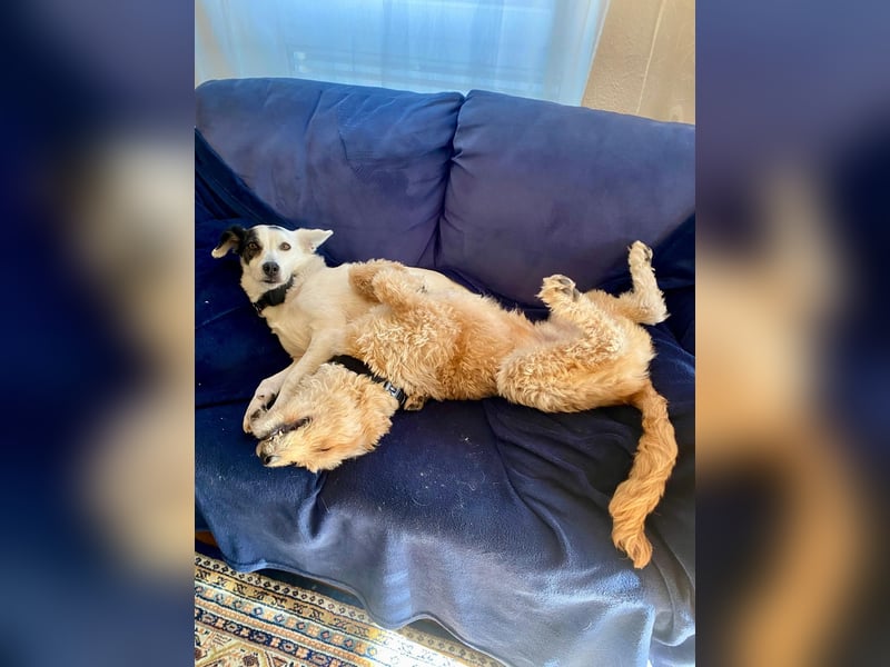 TOFU, anspruchsvoller Charmeur, 11 Monate, 40 cm, Mischling, Tierschutz, Pflegestelle 53125