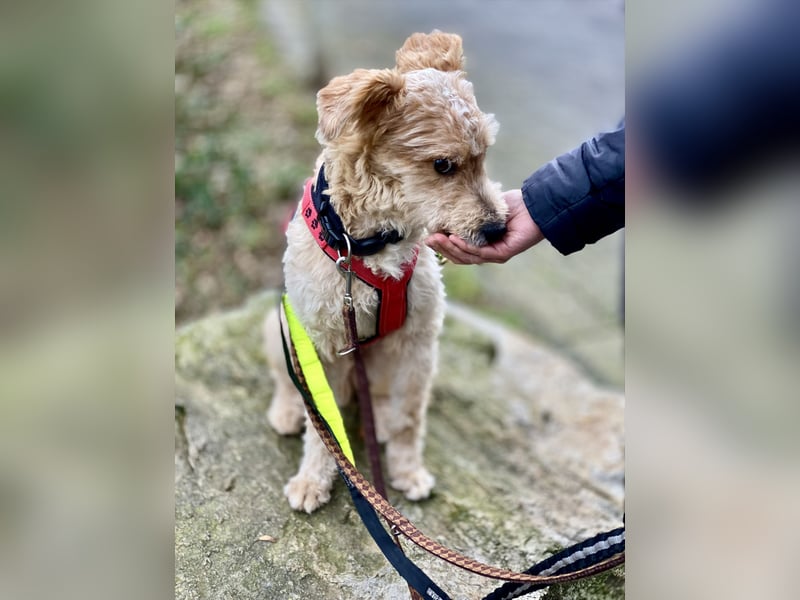 TOFU, anspruchsvoller Charmeur, 11 Monate, 40 cm, Mischling, Tierschutz, Pflegestelle 53125