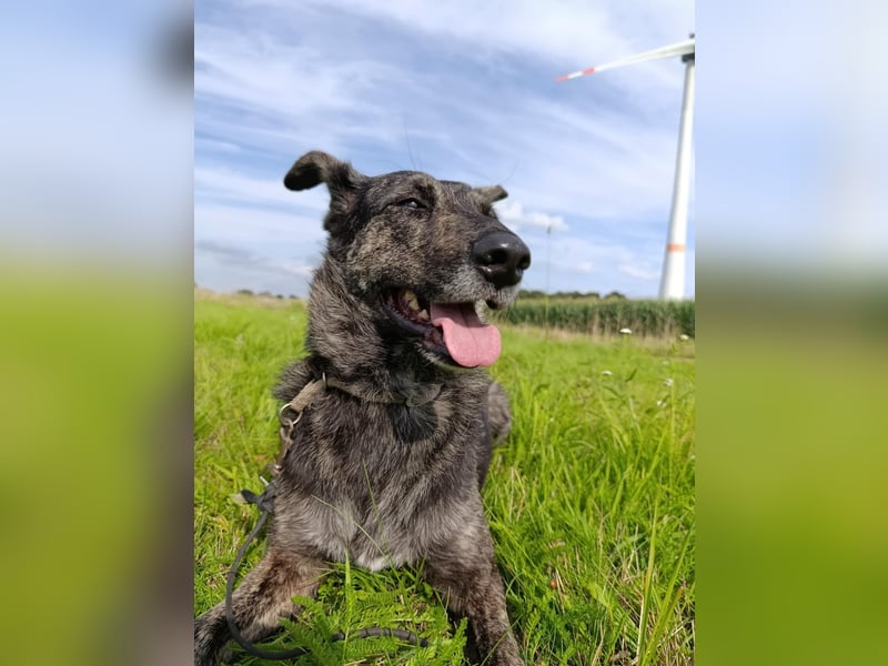 Lady - sanfte Schmusemaus mit großem Herzen
