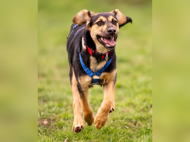 Pflegehündin Hazel wartet in 65462 Ginsheim-Gustavsburg