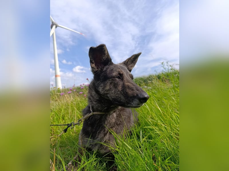 Lady - sanfte Schmusemaus mit großem Herzen