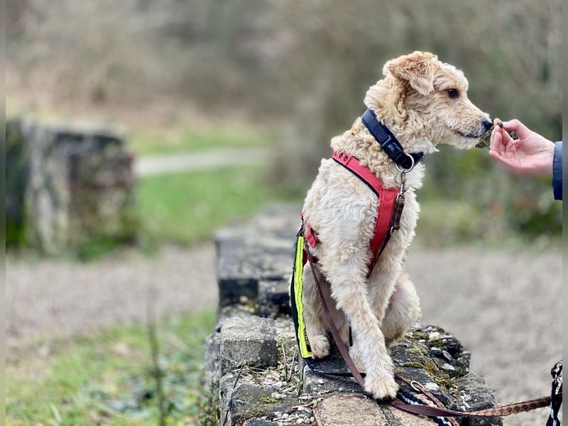 TOFU, anspruchsvoller Charmeur, 11 Monate, 40 cm, Mischling, Tierschutz, Pflegestelle 53125