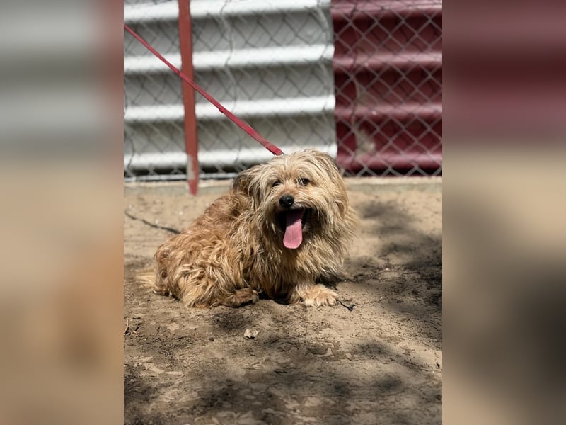 Scooby wartet auf sein großes Glück