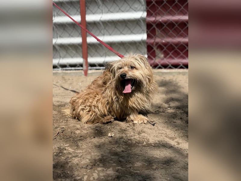 Scooby wartet auf sein großes Glück