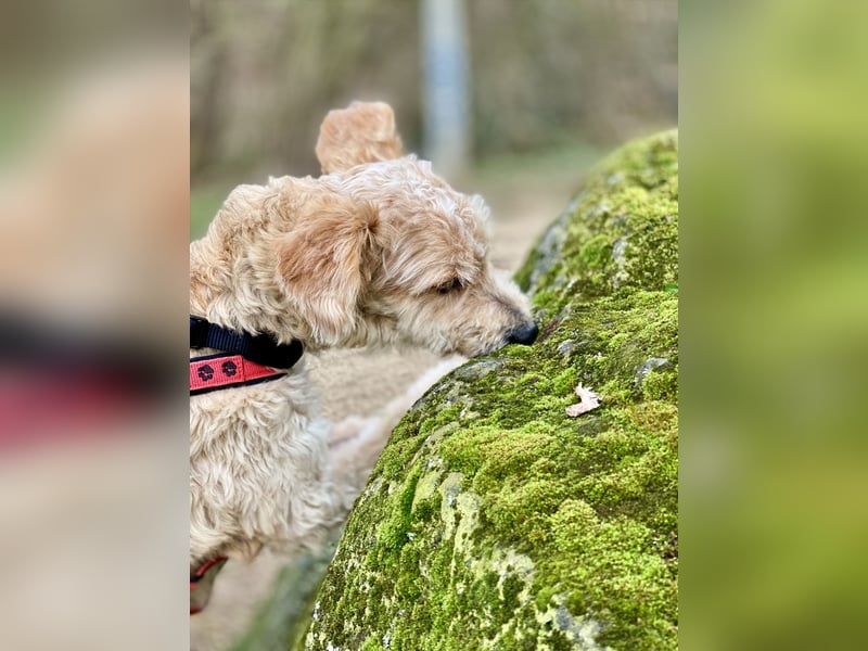 TOFU, anspruchsvoller Charmeur, 11 Monate, 40 cm, Mischling, Tierschutz, Pflegestelle 53125