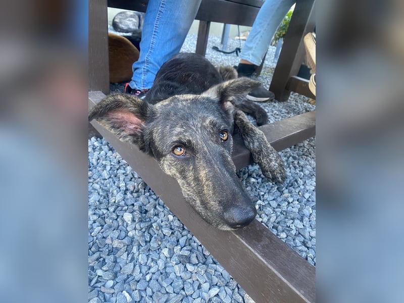 Lady - sanfte Schmusemaus mit großem Herzen