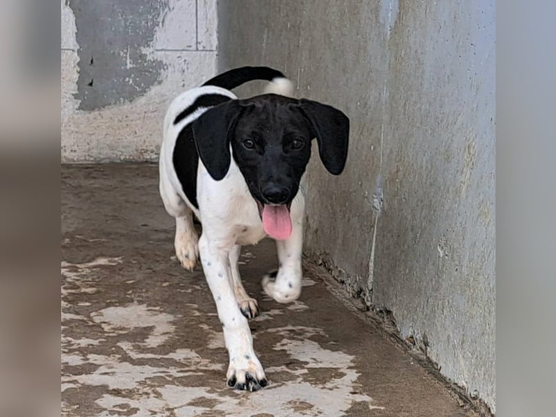 Hippi sucht dringend ein Zuhause