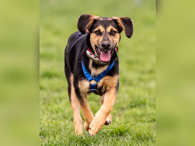 Pflegehündin Hazel wartet in 65462 Ginsheim-Gustavsburg