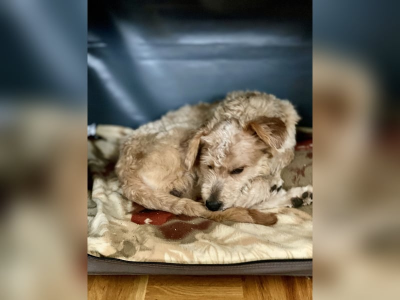 TOFU, anspruchsvoller Charmeur, 11 Monate, 40 cm, Mischling, Tierschutz, Pflegestelle 53125