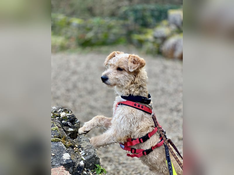 TOFU, anspruchsvoller Charmeur, 11 Monate, 40 cm, Mischling, Tierschutz, Pflegestelle 53125