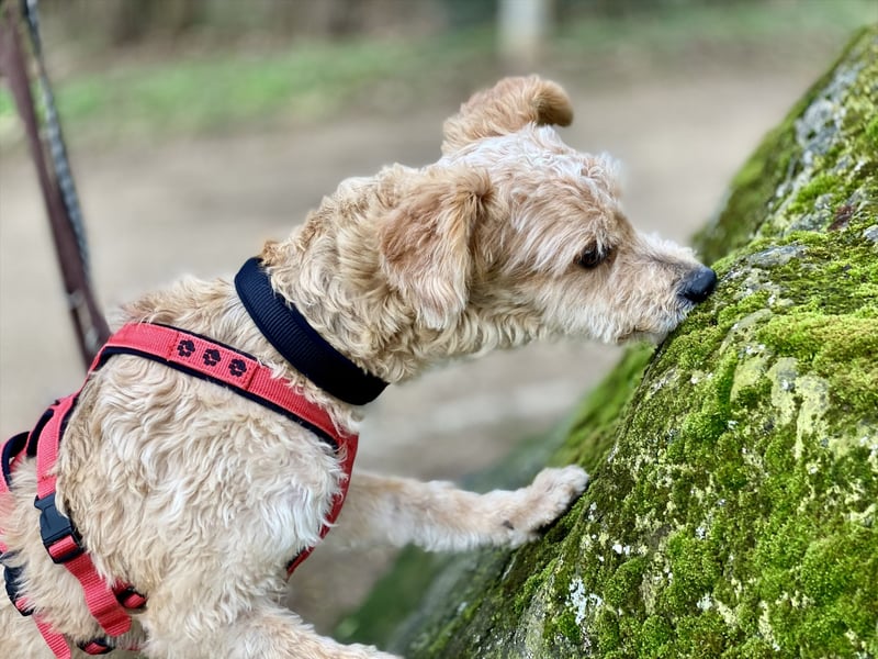 TOFU, anspruchsvoller Charmeur, 11 Monate, 40 cm, Mischling, Tierschutz, Pflegestelle 53125