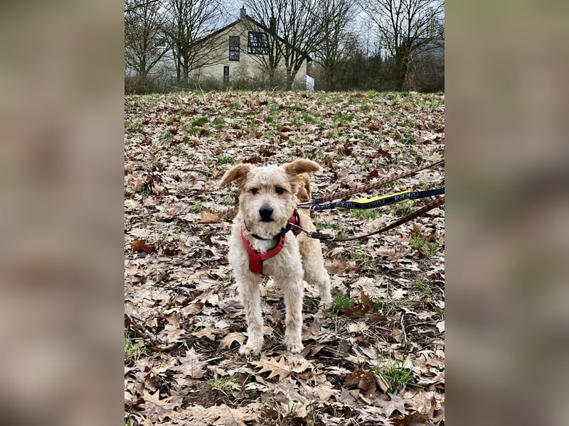 TOFU, anspruchsvoller Charmeur, 11 Monate, 40 cm, Mischling, Tierschutz, Pflegestelle 53125