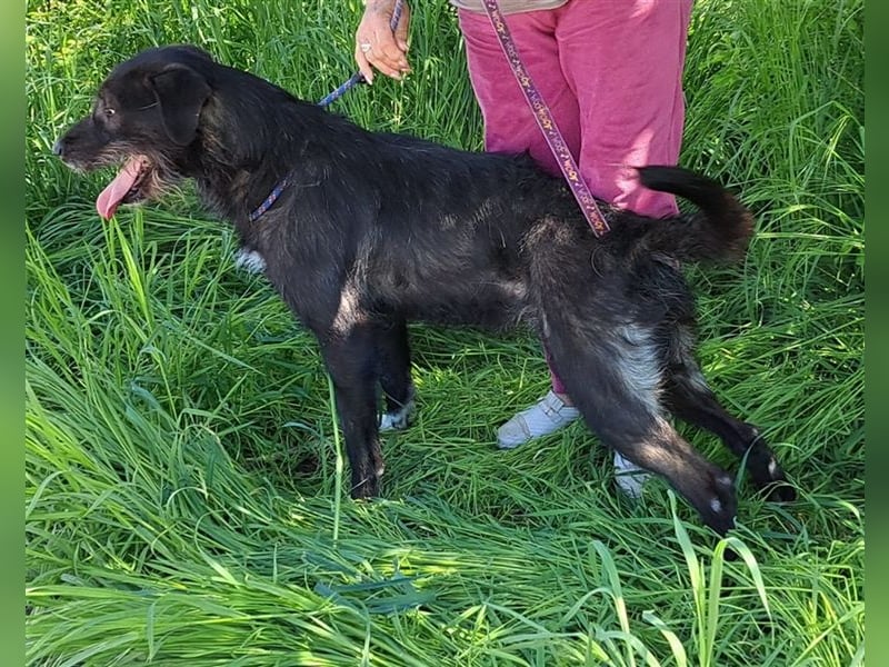 Rüde Alun, alle Geschwister sind vermittelt, er möchte Rumänien ganz schnell verlassen