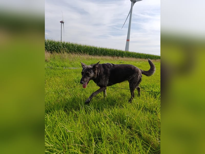 Lady - sanfte Schmusemaus mit großem Herzen