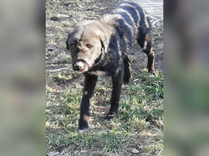Lisa – so ein großer Schatz, 2 Jahre jung