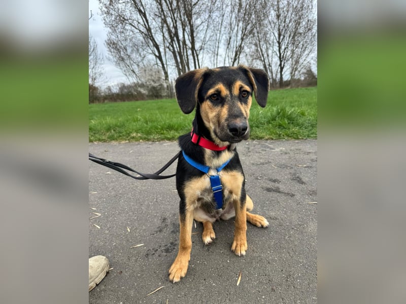 Pflegehündin Hazel wartet in 65462 Ginsheim-Gustavsburg