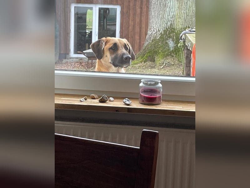 MOOSE, sanfte Seele, 1,5 Jahre, 67 cm, Mischling, Tierschutz, Pflegestelle 57635