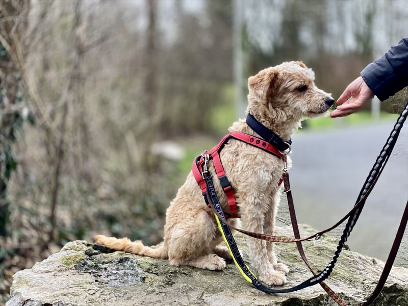 TOFU, anspruchsvoller Charmeur, 11 Monate, 40 cm, Mischling, Tierschutz, Pflegestelle 53125