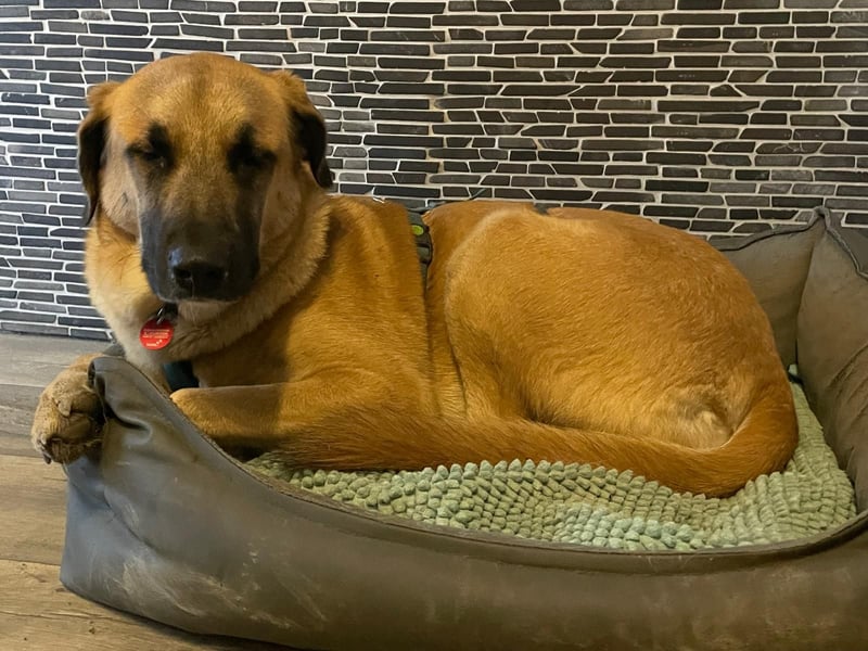 MOOSE, sanfte Seele, 1,5 Jahre, 67 cm, Mischling, Tierschutz, Pflegestelle 57635