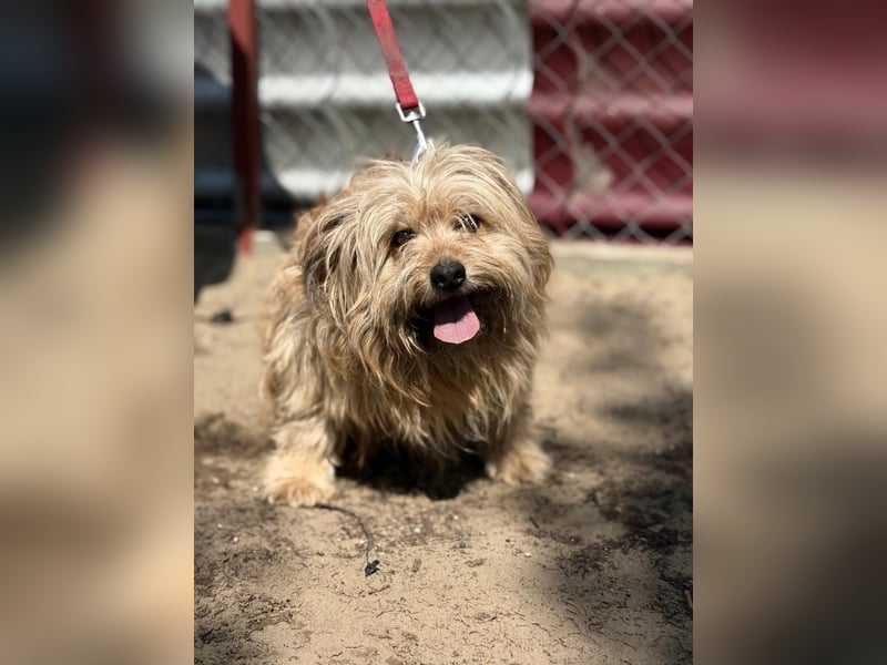 Scooby wartet auf sein großes Glück