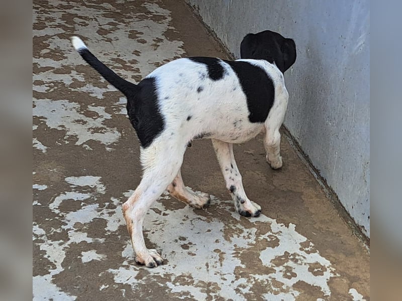 Hippi sucht dringend ein Zuhause