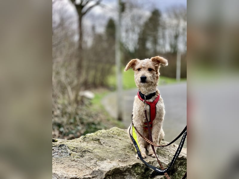 TOFU, anspruchsvoller Charmeur, 11 Monate, 40 cm, Mischling, Tierschutz, Pflegestelle 53125