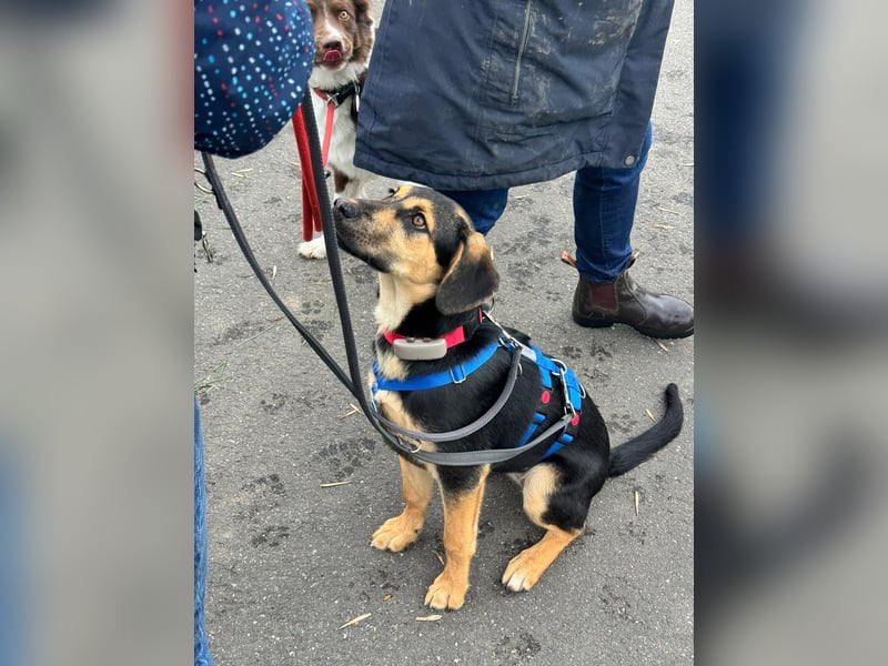 Pflegehündin Hazel wartet in 65462 Ginsheim-Gustavsburg